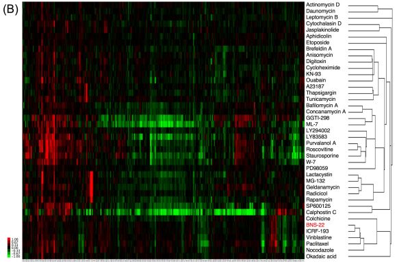 Clustering of BNS-22