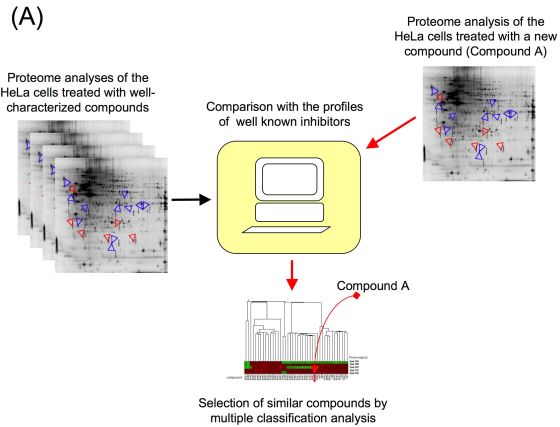 Proteomic profiling system