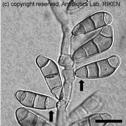 Curvularia sp. RK97-F166